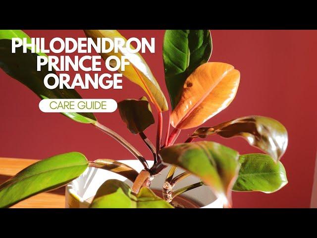 Prince Of Orange Philodendron Care Instructions  How To Care For Prince Of Orange