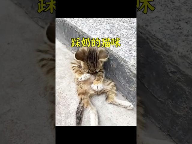 流浪貓小奶貓在路邊餓到踩奶，一位小姐姐的做法令人暖心。 #animals #cat #cute #shorts