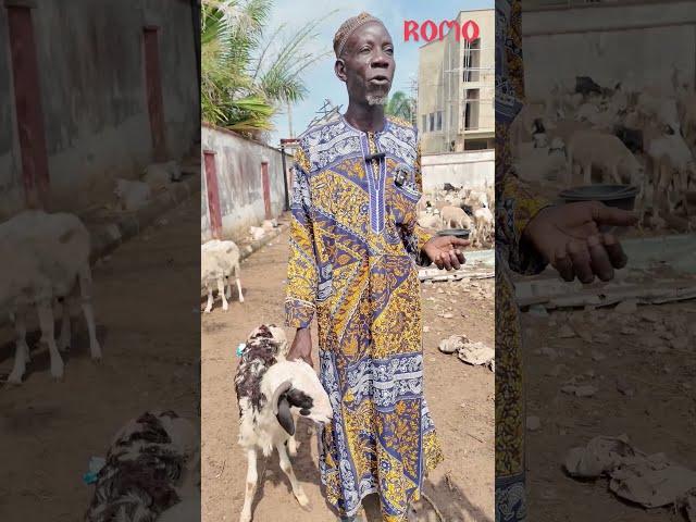 Celebrating Eid with Generosity: Rep. Oseni Distributes Rams thereby Spreading Love