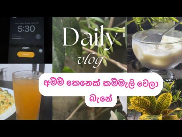 මගේ අද දවස ගෙවුනේ මෙහෙමයි#dailyvlog#youtube 