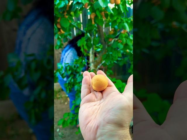 Doing my Part in the Garden - Apricots #fruittrees