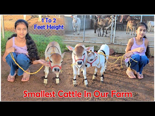 Nadipathy Cattle | 1 To 2 Feet Height | #youtube #miniature #pmmodi #sanatandharma #animals #yt