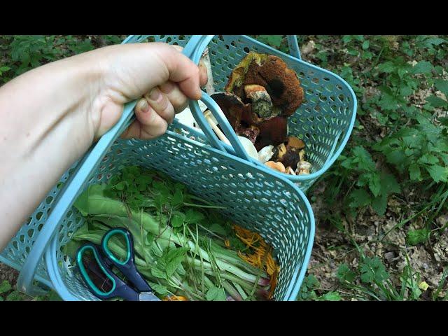 I pick assorted mushrooms in July. Mushrooms under the hat. Salad with wild plants and calocera