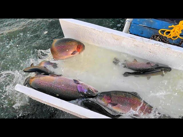 11/21/24 HUGE STOCKING OF BIG TROUT & SIERRA BOWS AT SANTA ANA RIVER LAKES