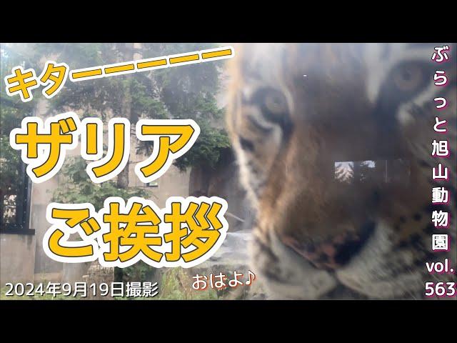 《旭山動物園ライオン＆トラ》やった、ザリアが！ルンルンザリア。癒しと可愛さのオンパレード。オリトイオファミリーvol563/Tiger conquering new paths＆Lion family