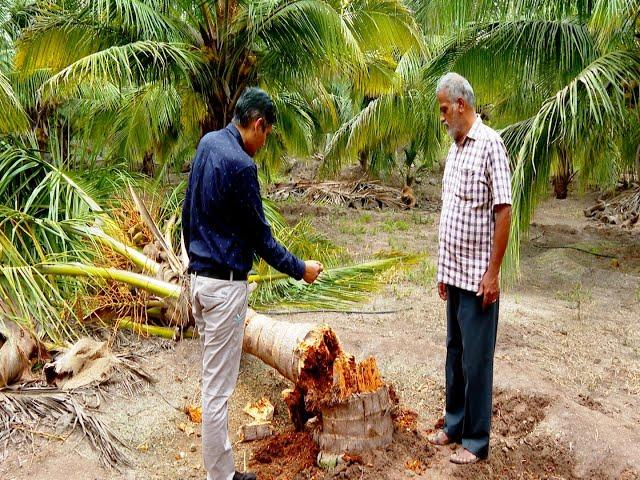 Coconut Red palm weevil Management - தென்னையில்   சிவப்பு கூன் வண்டு மேலாண்மை முறைகள்