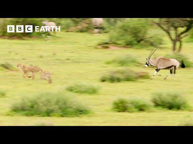 Can Young Cheetahs Hunt These Antelope? | Animals With Cameras | BBC Earth