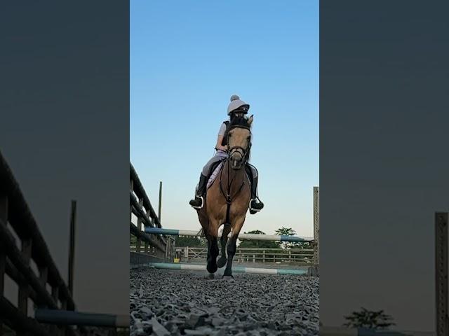 Jumping high on my pony, Louis  #natalia #horseriding #equestrian #pony #louis #horse ￼