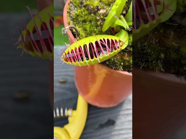How Many Flies Can a Venus Flytrap Eat?