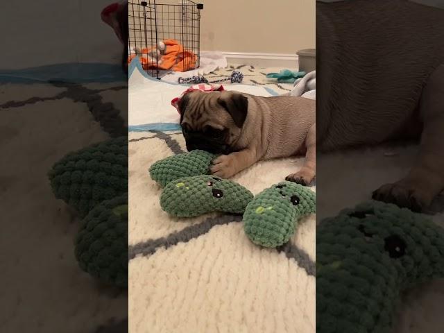 Puppy takes over during mom's lunch break #pugpuppy #pugs #fok #puglife #wfhlife