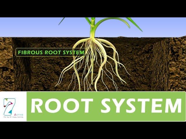 ROOT SYSTEM