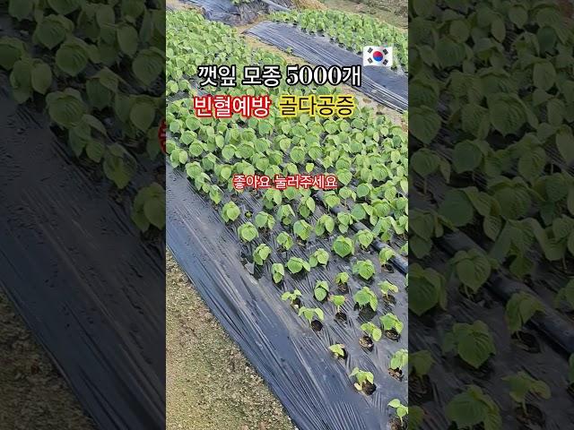 깻잎 모종 5000개 심었는데 빈혈예방에 골다공증에 좋아요