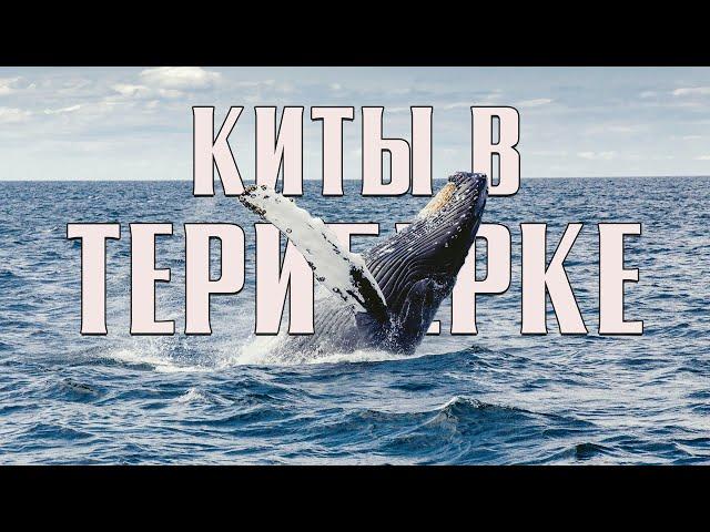 Киты в Териберке - грандиозное и доступное зрелище