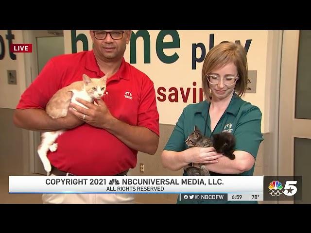 Kitten Cam with Operation Kindness (KXAS NBC 5) 8/23/21