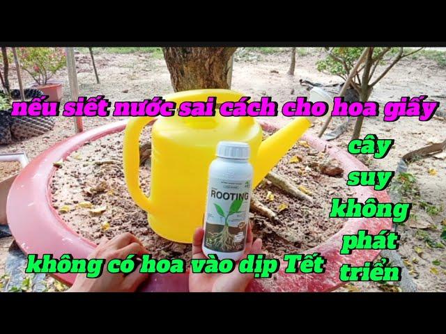 nếu siết nước sai cách cho hoa giấy cây suy không phát triển - không có hoa vào dịp Tết