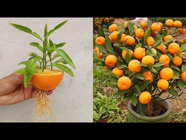 Best way to grow orange tree from orange - grow orange 