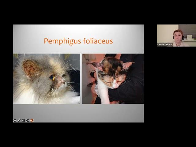 Little piece 2 from Pruritic cat: diagnostic algorithm, Svetlana Belova, DVM, Diplomate ECVD