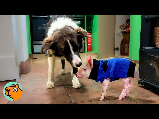 Tiny Pig Grows Up To Be Like Her Best Friend, A Dog! | Cuddle Buddies