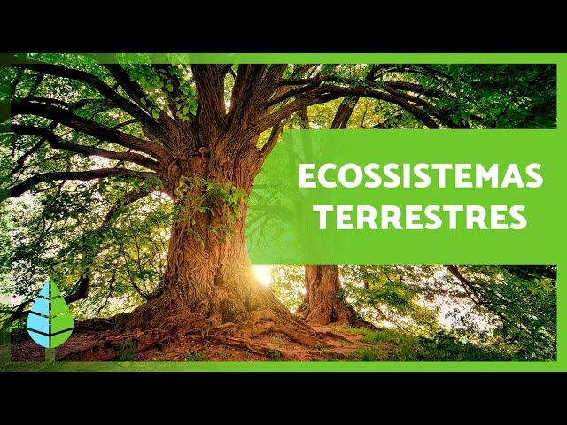 ECOSSISTEMAS TERRESTRES: Características e TIPOS ️️