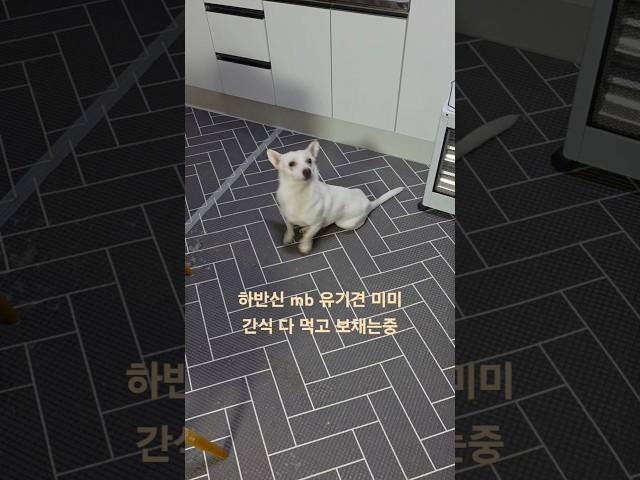 하반신 mb 시고르자브 미미 간식 다먹고 보채네요..  #dog #강아지 #반려견 #puppy #유기견입양 #pets #puppy #유기견 #멍멍이삼촌 #멍멍이삼촌과동행