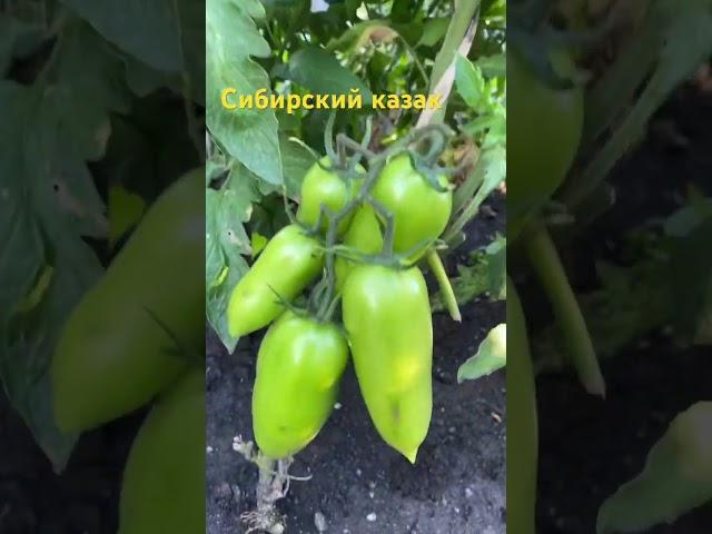 Сибирский  Казак , сорт томата который храниться до нового года