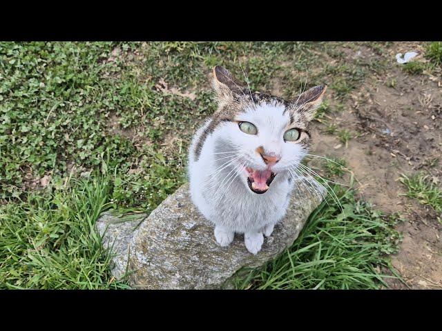 The World of Cats. LIVE