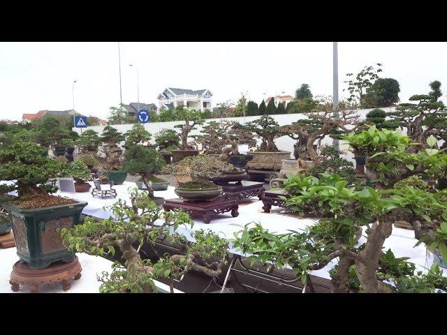 Triển lãm cây cảnh Hải Dương, bonsai thực sự là nhiều thể loại, đẹp mỹ mãn - bonsai exhibition