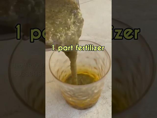 Make Easy and Free Organic Fertilizer from Banana Peels for Any Plants #shorts