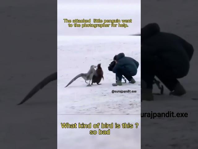 penguin ask photographer for help  wholesome