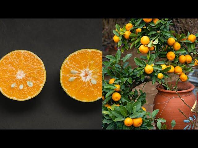 Real method of Growing orange tree from seed. #orange #citrus #seed #howto