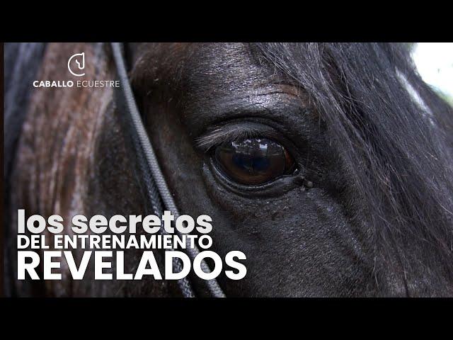 Horse Training Secrets That Will Leave You Speechless