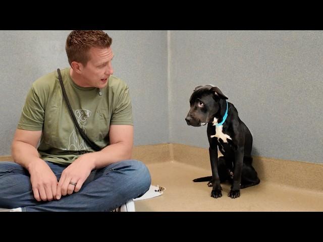 They tied him to a Tree - Watch his First Tail Wag 