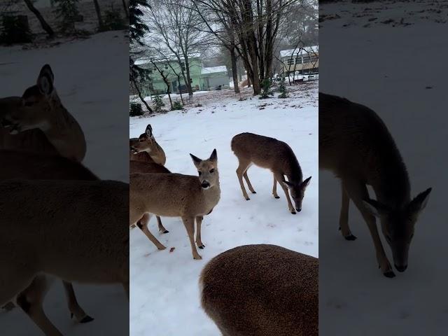 Cubs Cabin Poconos PA #2025 #snow #pocono #mountains #vacation #airbnb