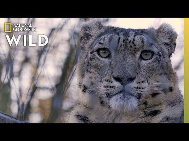 Snow Leopards 101 | Nat Geo Wild