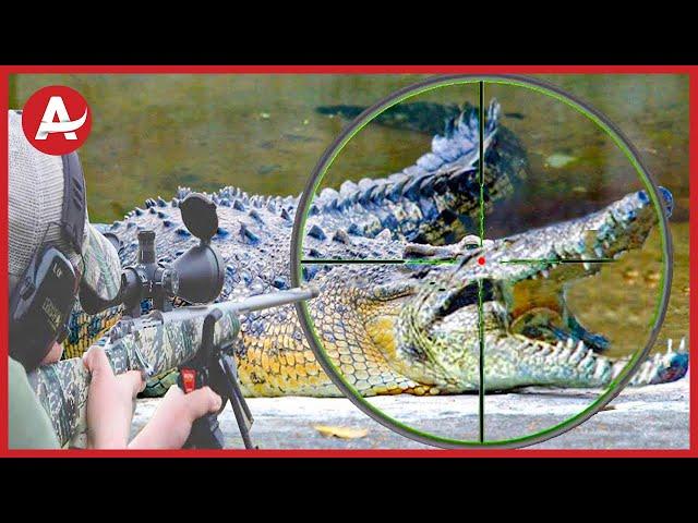 How Do American Farmers Battle Rebellious Creatures: Against With Million Of Wild Boar And Crocodile