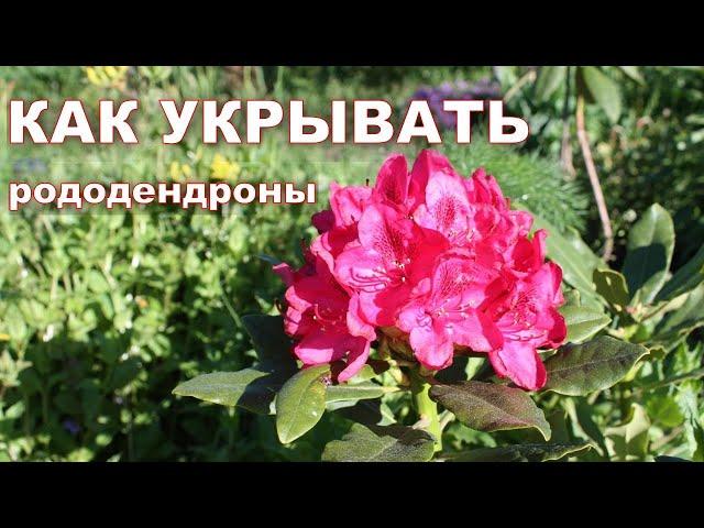 Как зимуют рододендроны