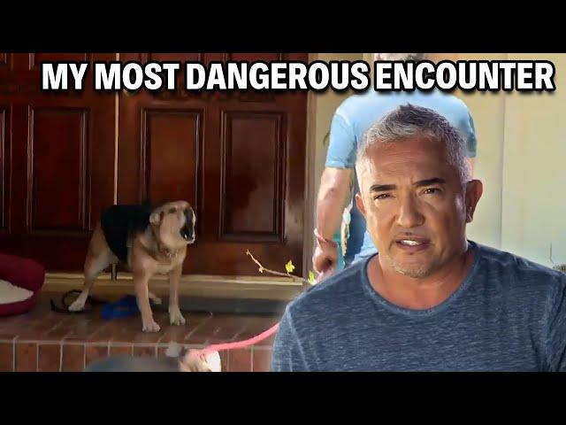 My Most Dangerous Case - A German Shepherd That Attacks 24/7 | Cesar 911 Season 3, Ep. 5 - Part 1