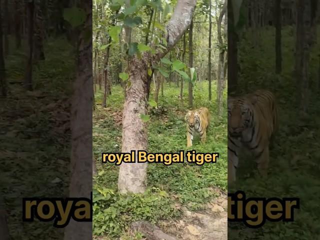 kya Royal Bengal Tiger dikha?|Sundarban tour part-1| #minivlog  #rohanbiswas #trendingshorts #shorts