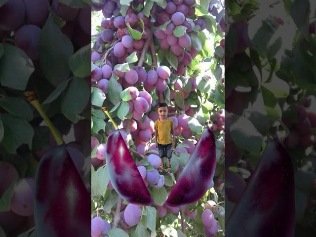 MD MASUD KHAN  