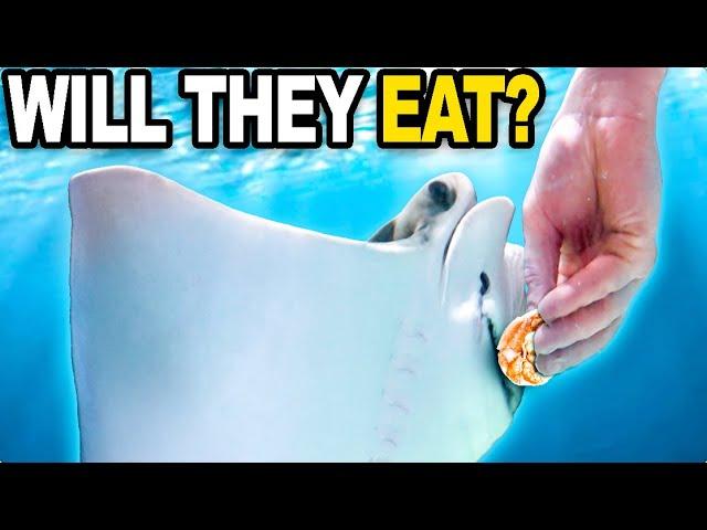 I Fed My New Stingrays For The Very First Time!