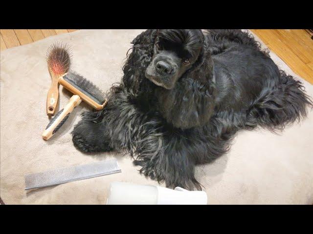 Brush Out your Dog with a Master Groomer