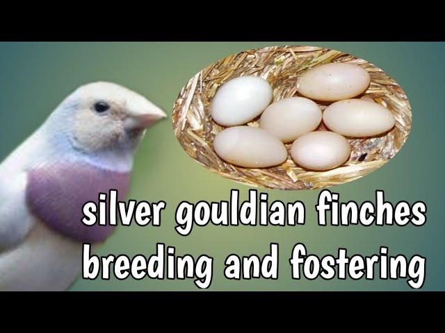 silver back gouldian  finch breeding tips