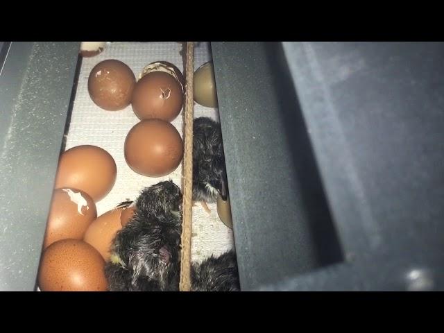 Black Copper Marans chicks hatching at Eggers n Bacon Family Farm