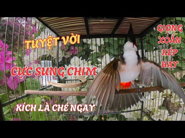 Chào mào Huế.Tiếng Chào mào Huế Giọng Chuẩn Huế,Giọng Già Rừng/Ép má trắng,chào mào non học giọng
