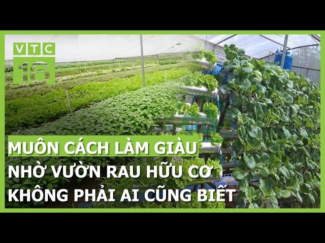 Muôn cách làm giàu nhờ vườn rau hữu cơ không phải ai cũng biết | VTC16