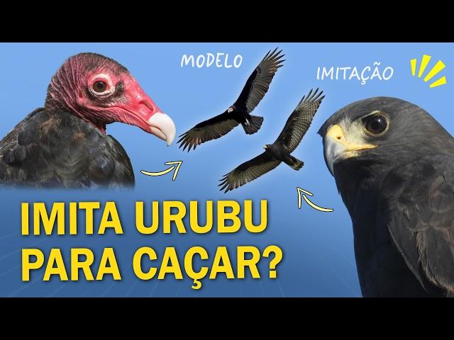 AVE que IMITA URUBU para CAÇAR? Mimetismo e Camuflagem nas AVES!