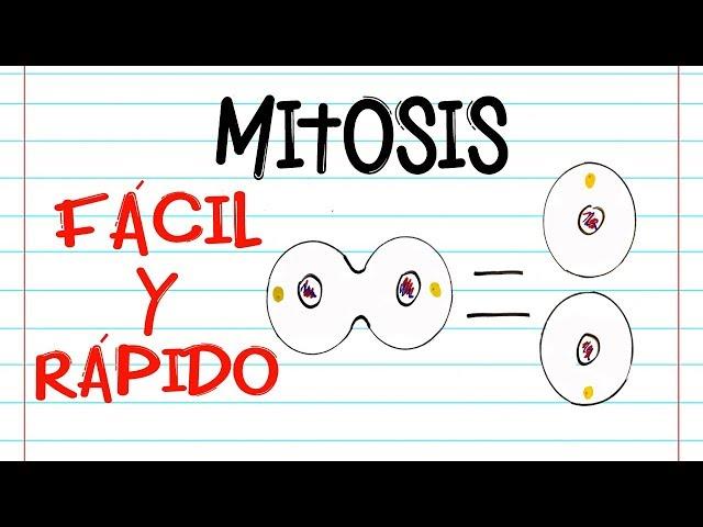  División celular: MITOSIS  | FASES | [Fácil y Rápido] | BIOLOGÍA |