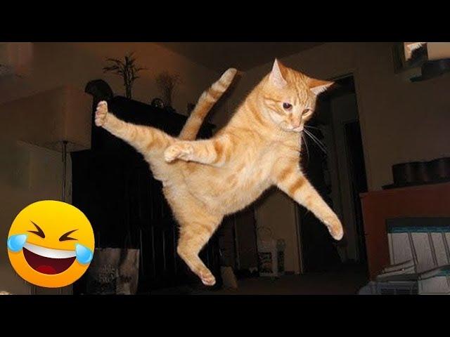 Funniest Animals  New Funny Cats and Dogs Videos  - Ep.27