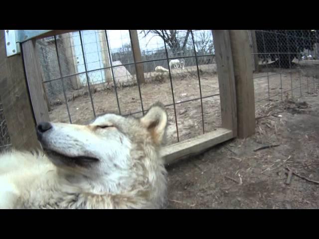 life at howling wood farm… belly rubs