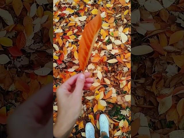 Autumn  leaves